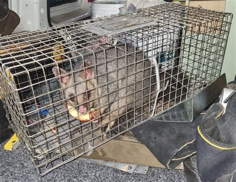 possum removalists  If you see an injured or sick possum in the yard, call animal control, a wildlife rehabilitator, the state department of wildlife, or your local Opossum Society of the United States